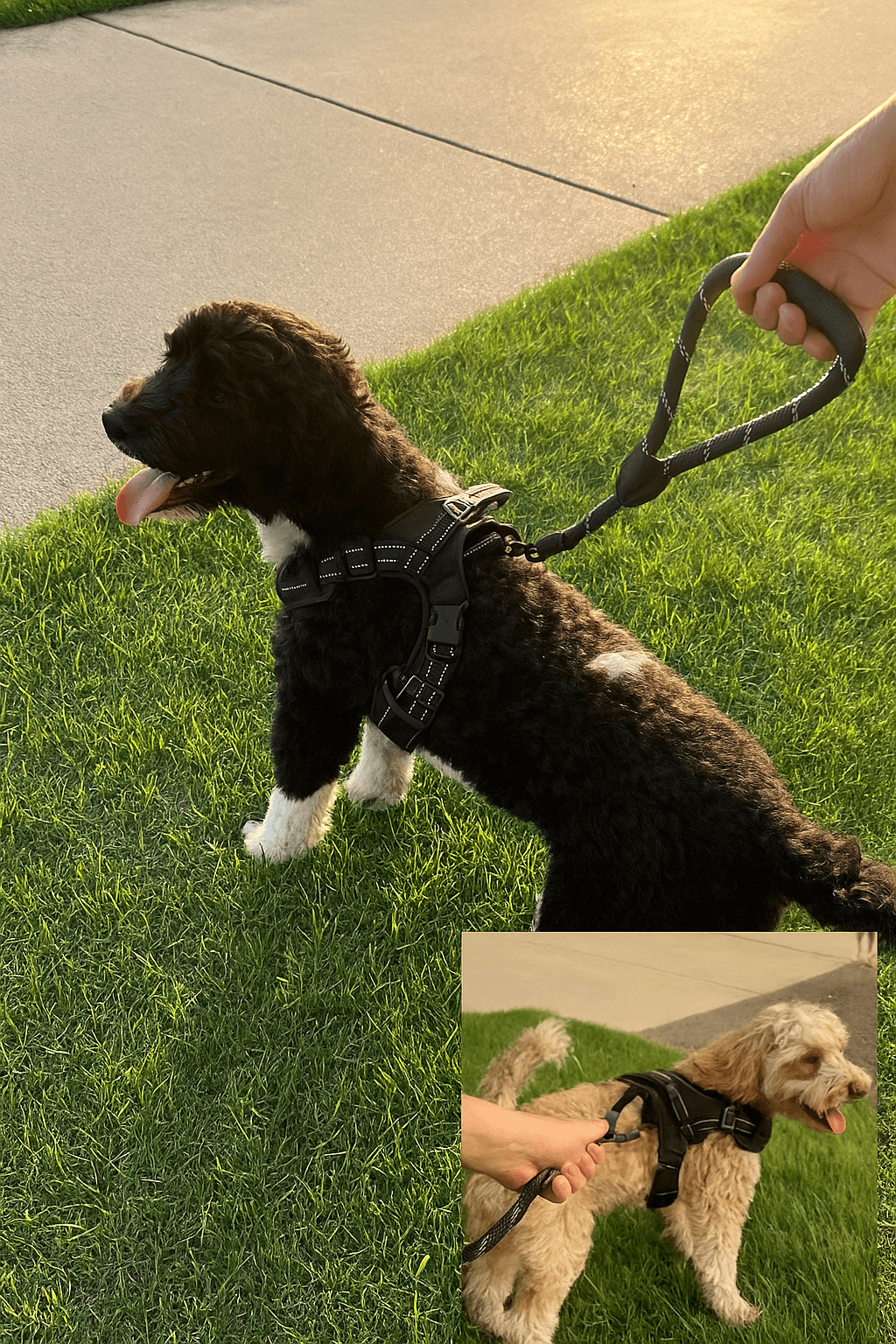 HushPaws™ Reflective Dog Harness